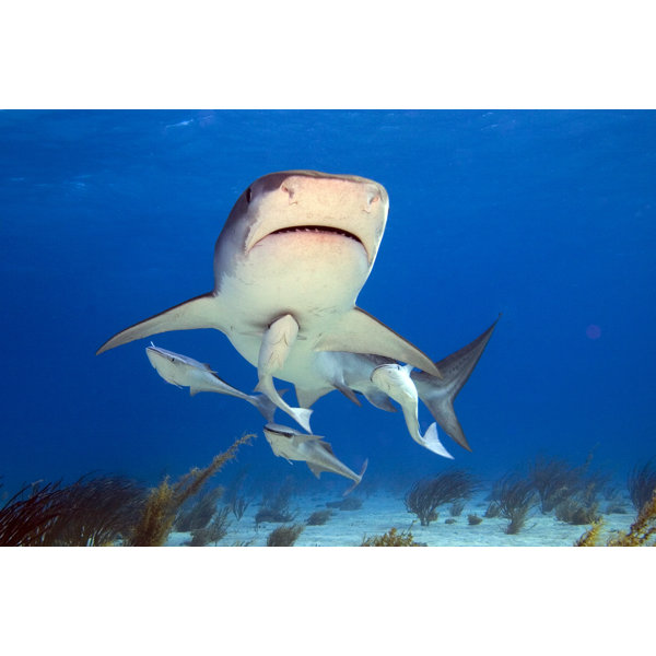 Highland Dunes Tiger Shark Wrapped Canvas Photograph Wayfair